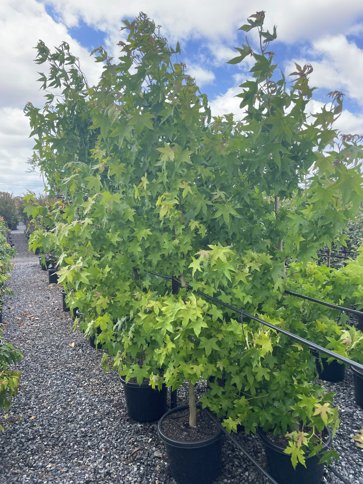 Liquidambar Styraciflua 400mm Pot for sale Adelaide Plant Co