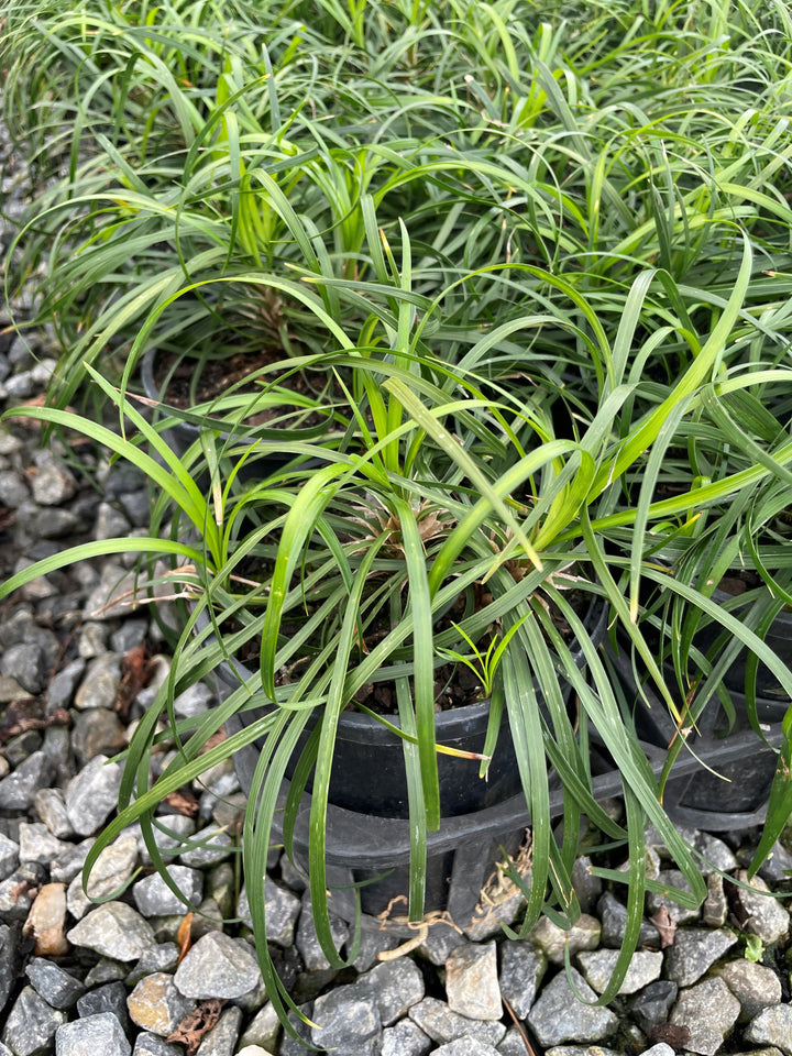 Liriope Muscari 'Emerald Cascade'