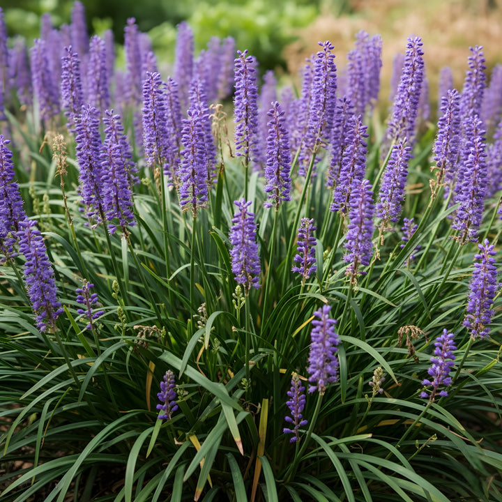 Liriope Muscari &