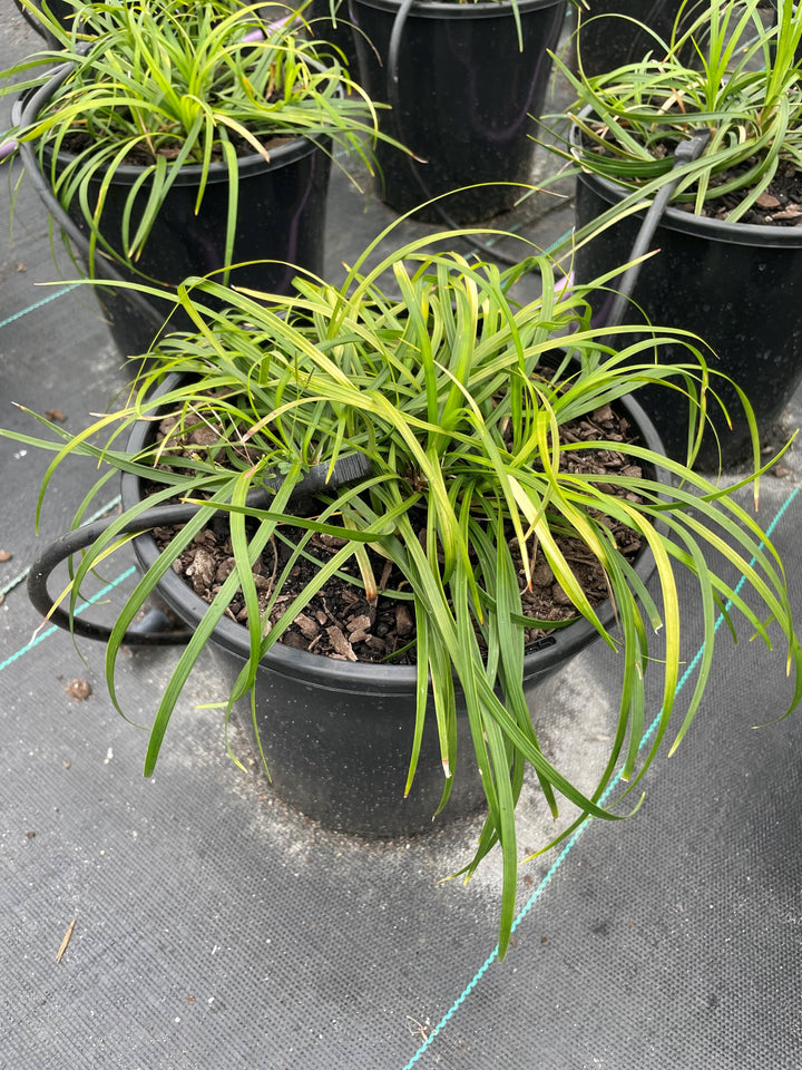 Liriope Muscari 'Emerald Cascade'