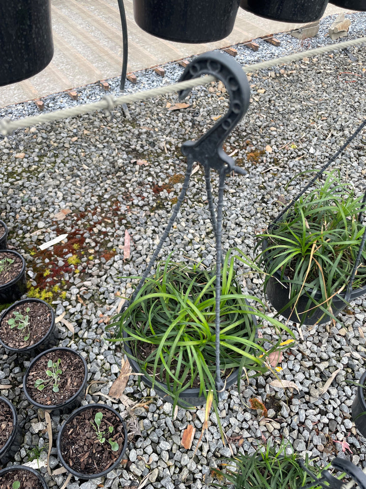 Liriope Muscari 'Emerald Cascade'