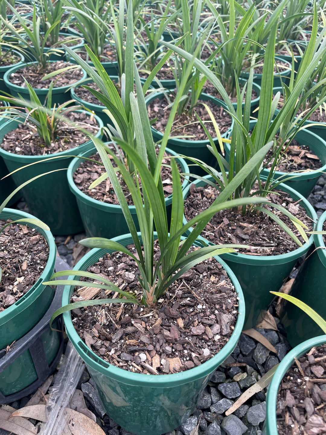 Liriope Muscari 'Evergreen Giant'
