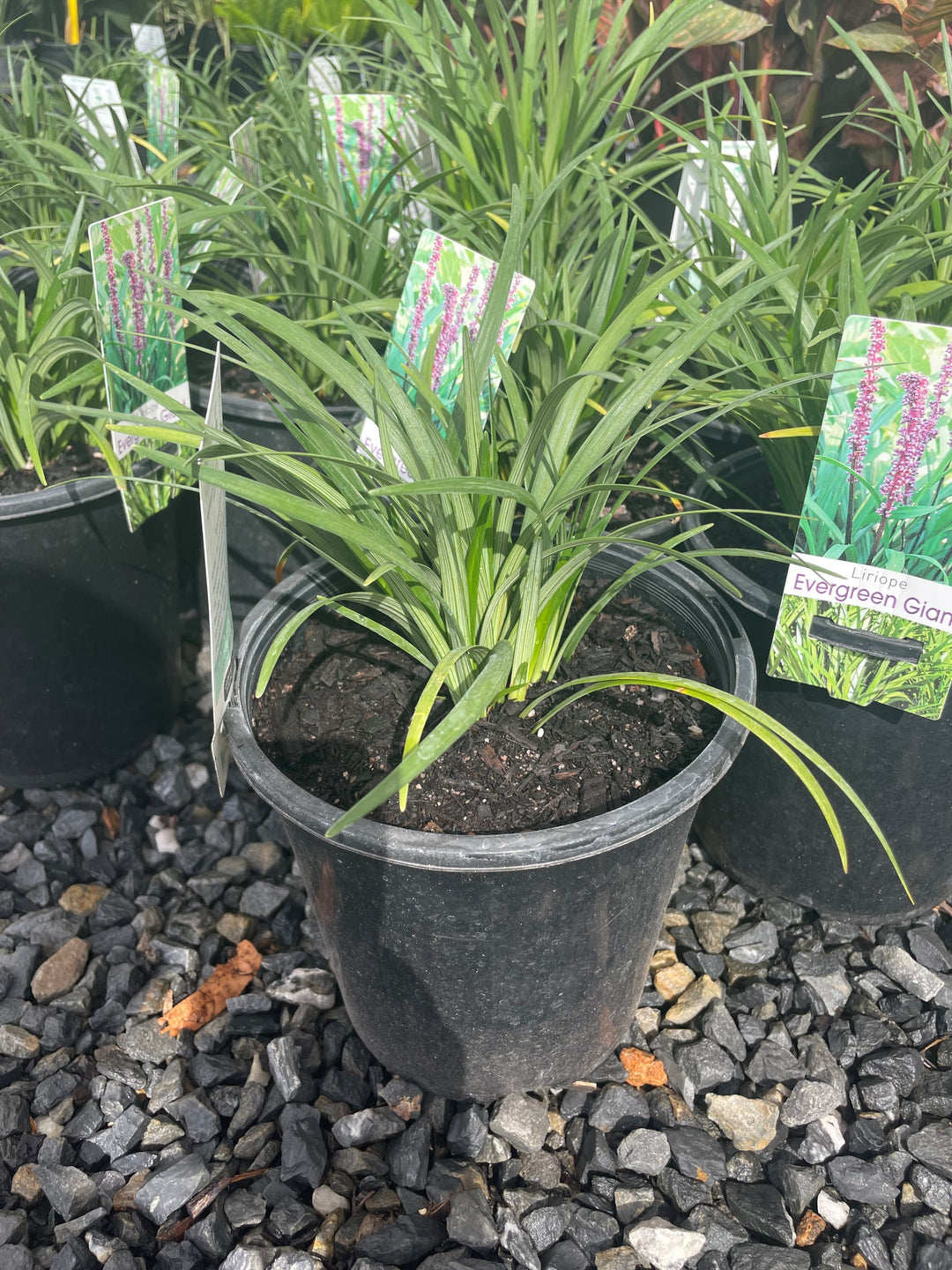 Liriope Muscari &