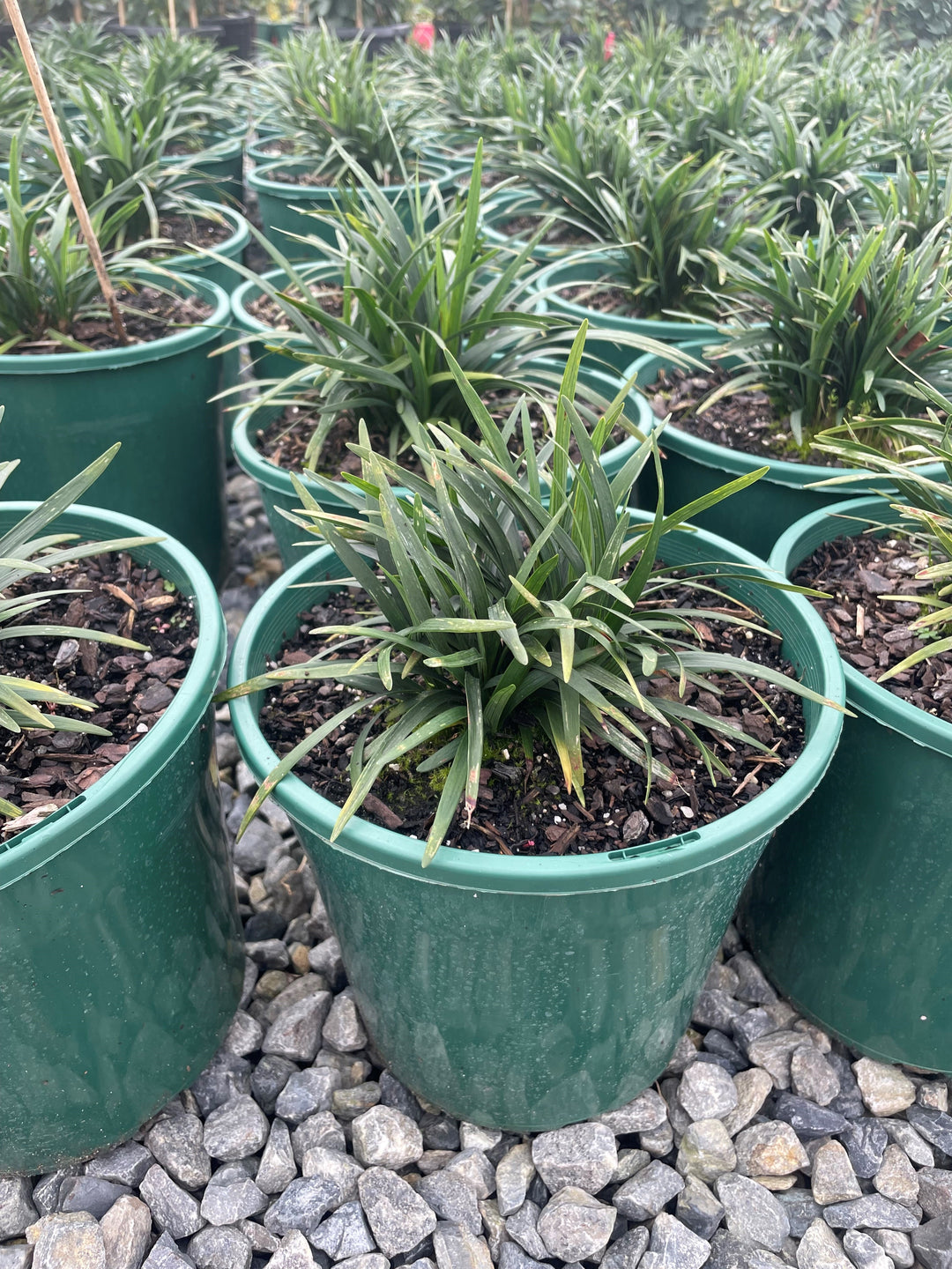 Liriope Muscari &