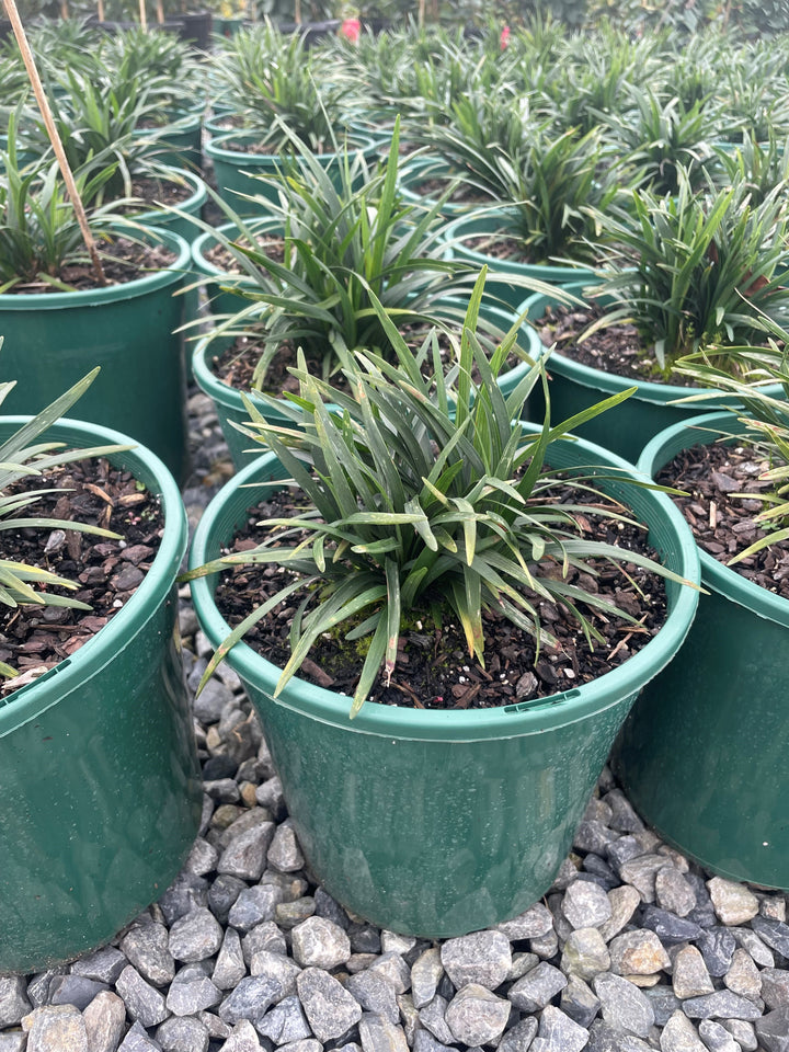 Liriope Muscari &