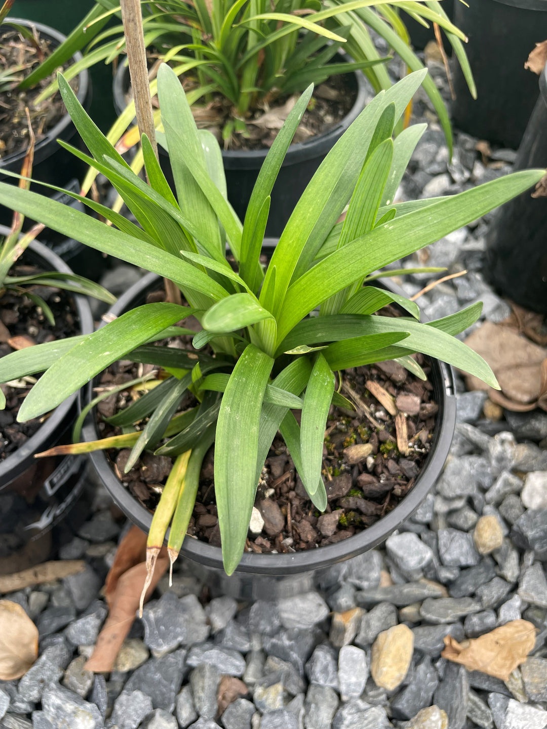 Liriope muscari &