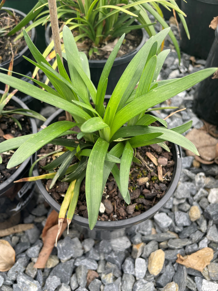 Liriope muscari &