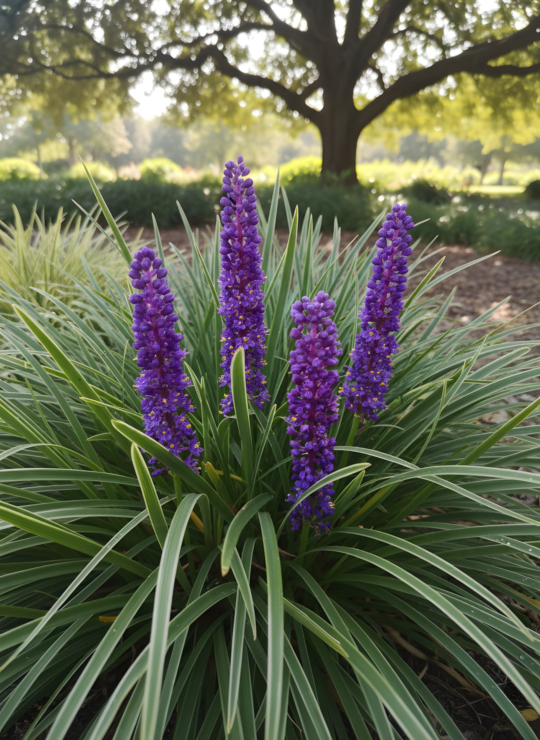 Liriope Muscari 'Big Blue' 140mm Pot for sale Adelaide Plant Co