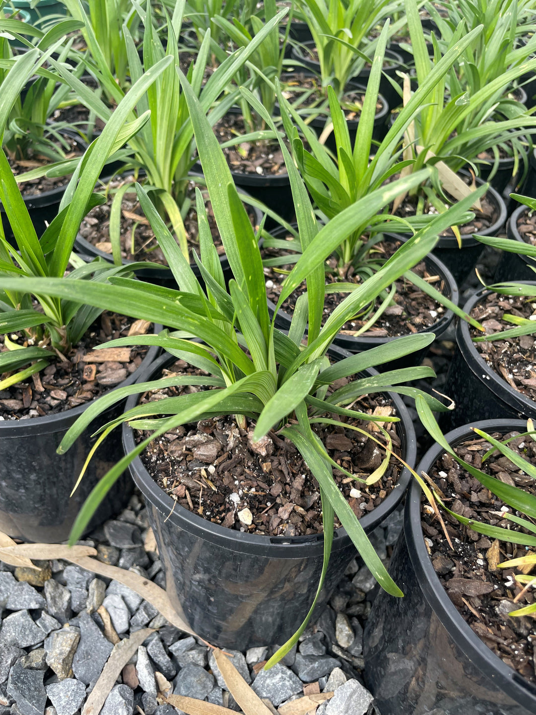 Liriope Muscari &