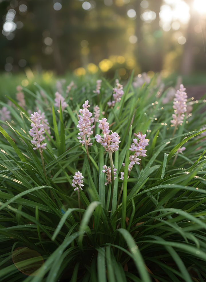 Liriope Muscari &