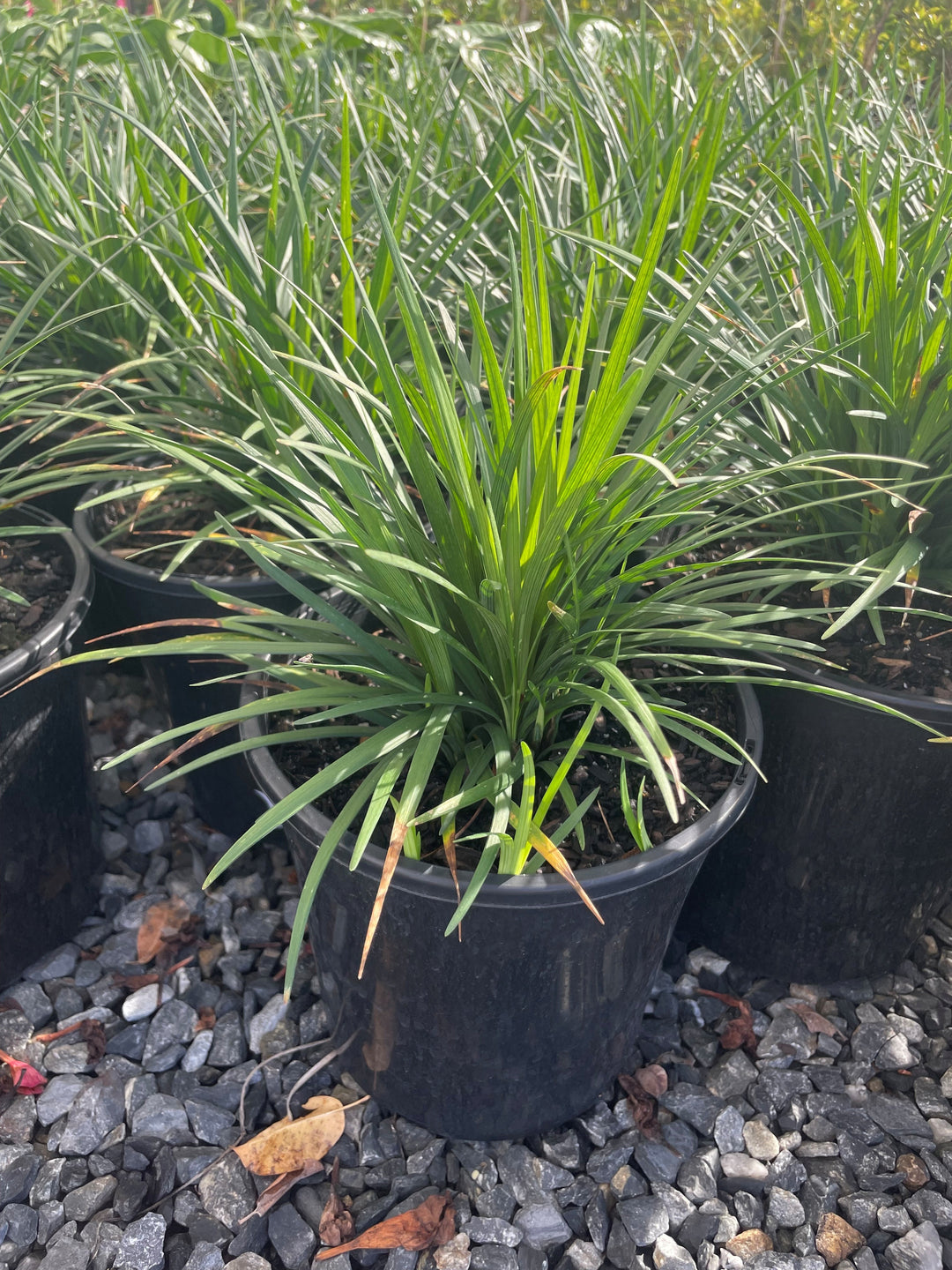 Liriope Muscari &