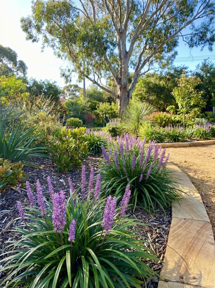 Liriope muscari &