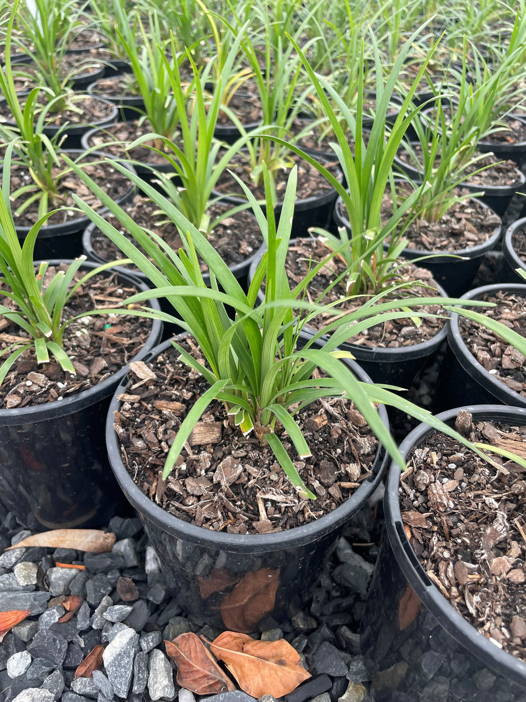 Liriope muscari &