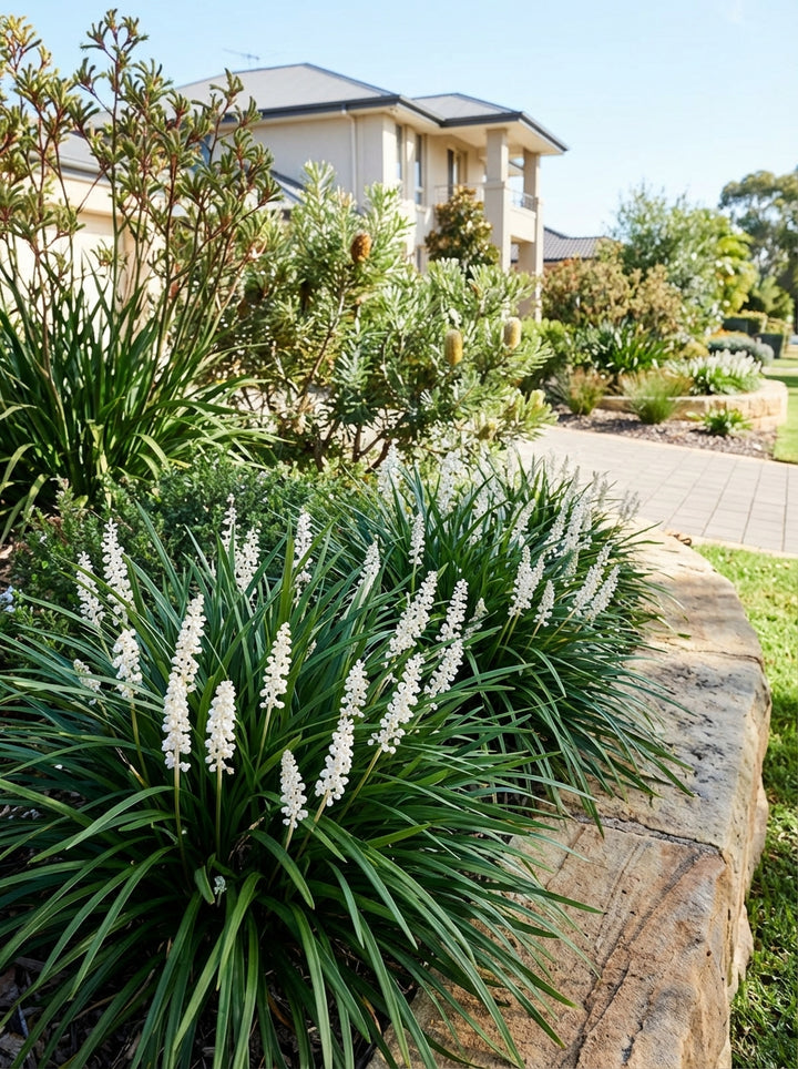 Liriope muscari &