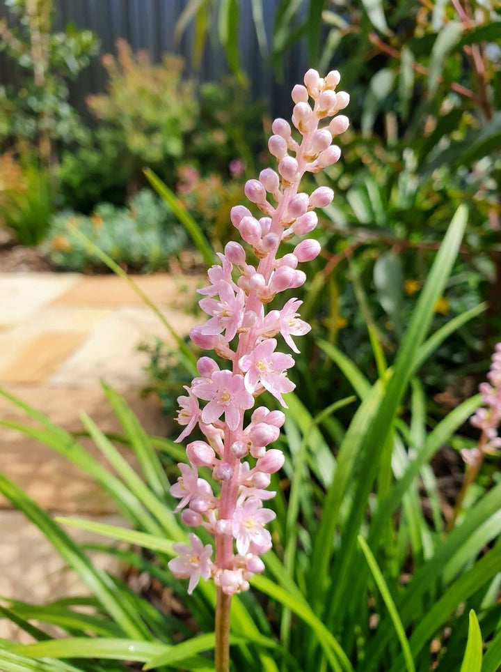 Liriope muscari &