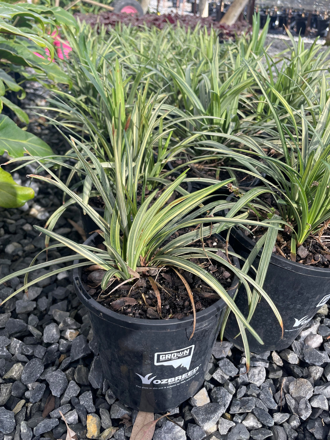Liriope muscari &