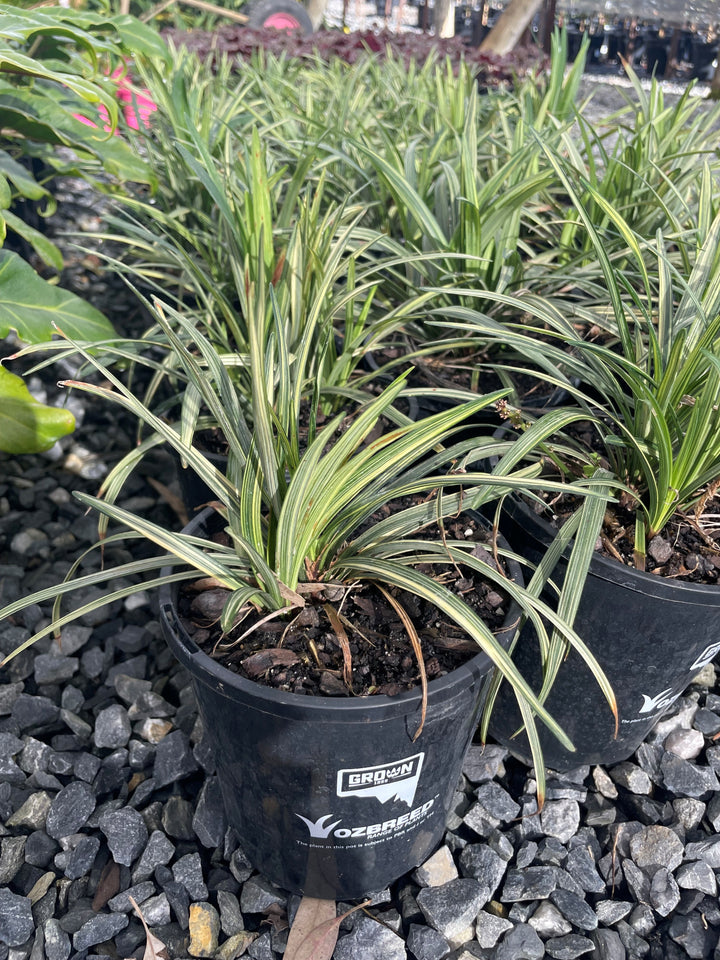 Liriope muscari &
