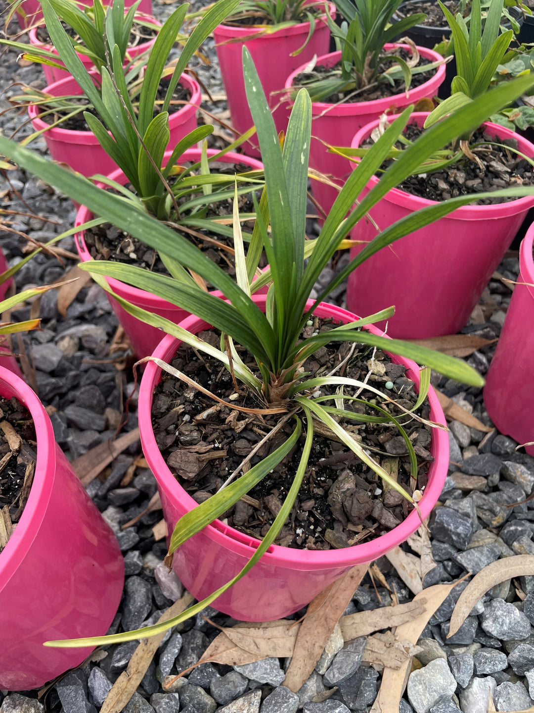 Liriope muscari &