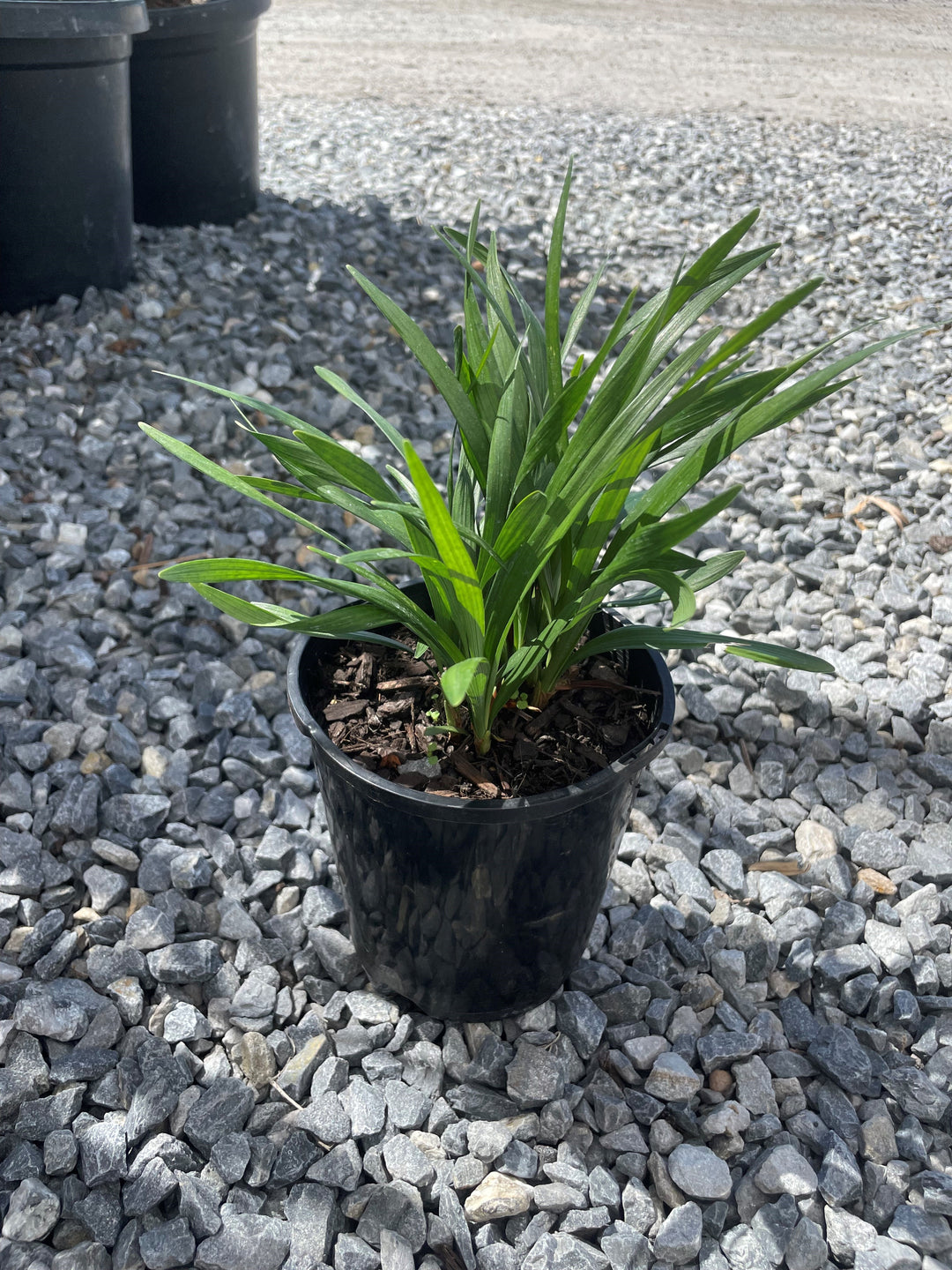 Liriope muscari &