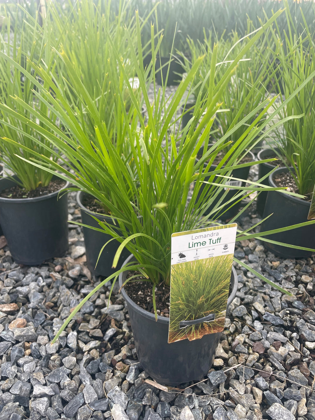 Lomandra confertifolia &
