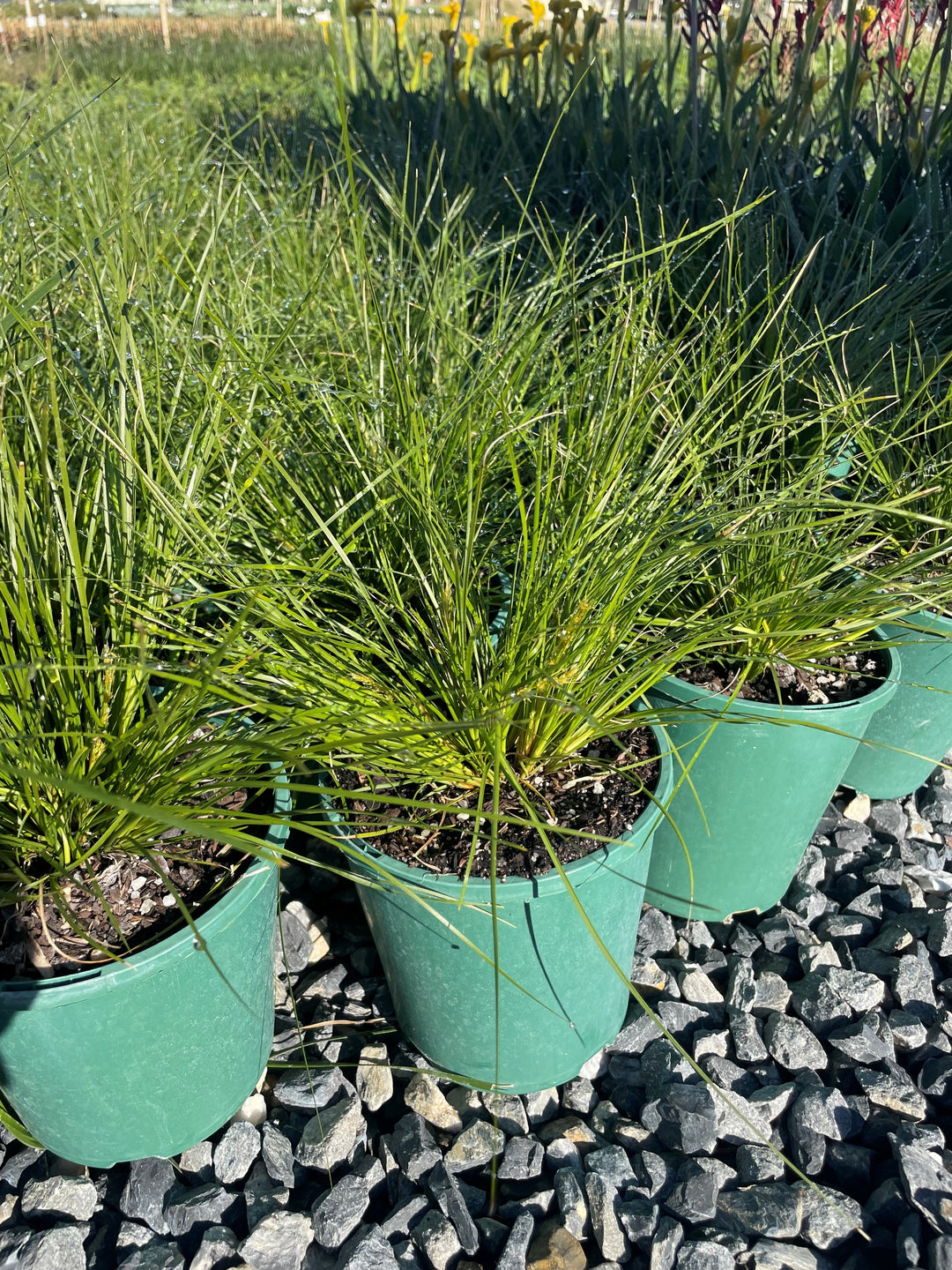 Lomandra confertifolia &