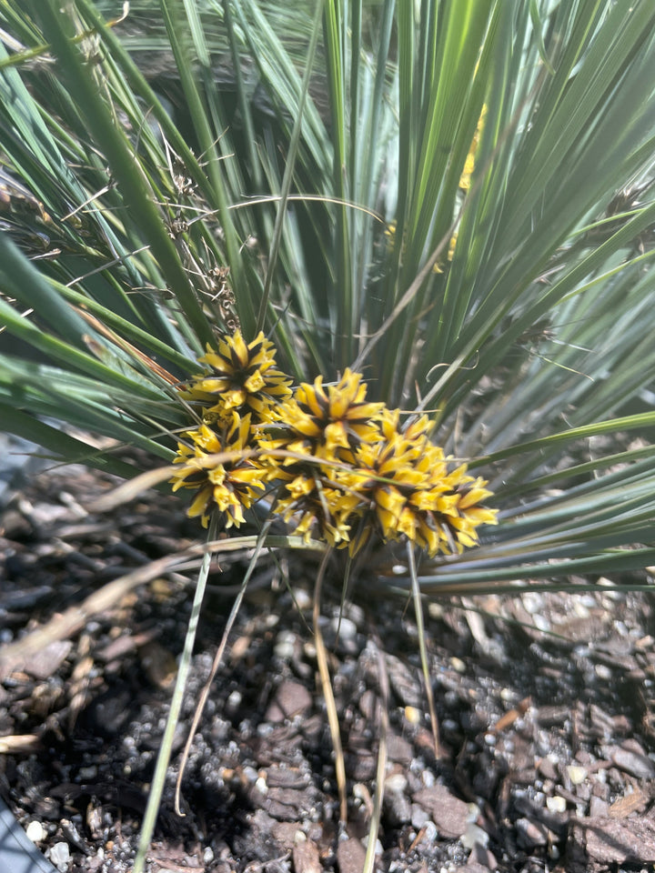 Lomandra Confertifolia Rubiginosa 'Blooming Blue'