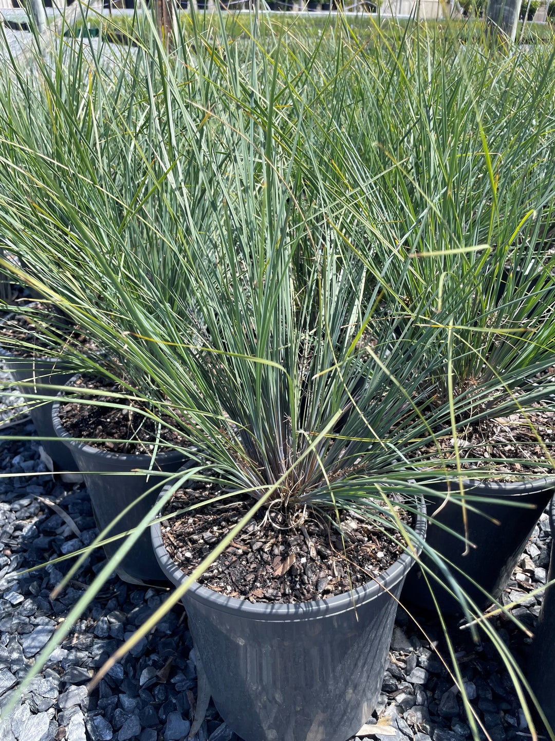 Lomandra Confertifolia Rubiginosa 'Blooming Blue'