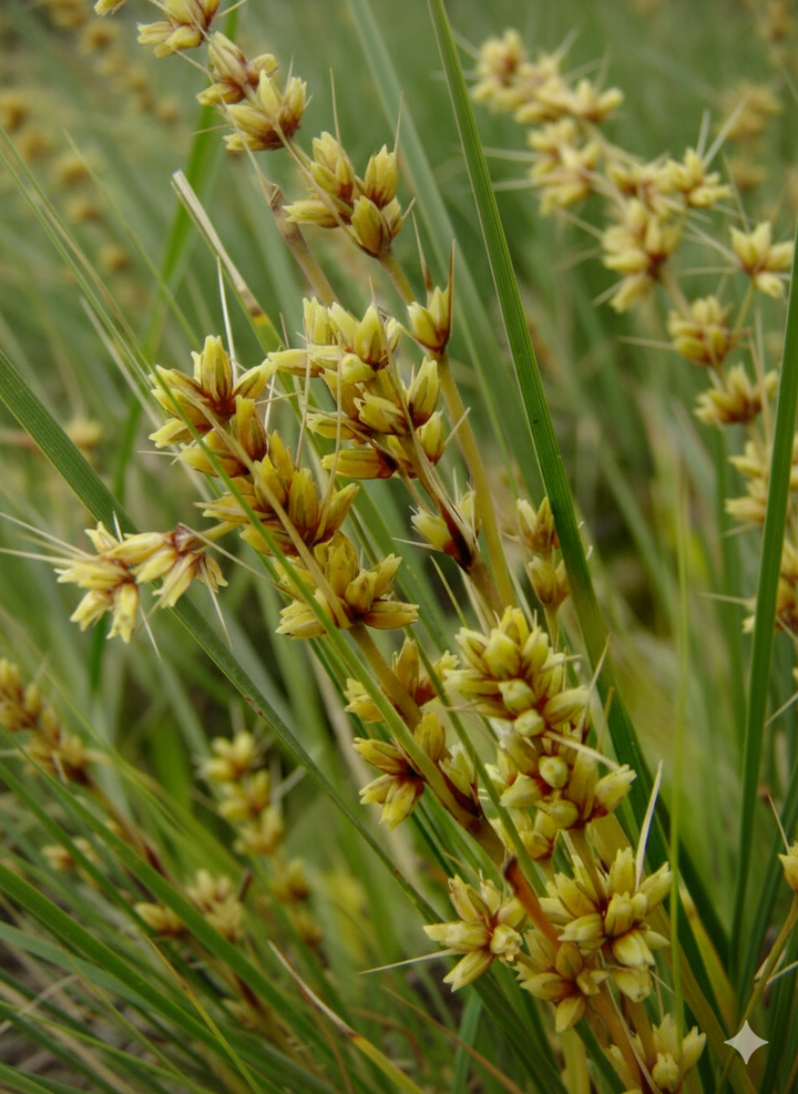 Lomandra Fluviatilis 'Shara'