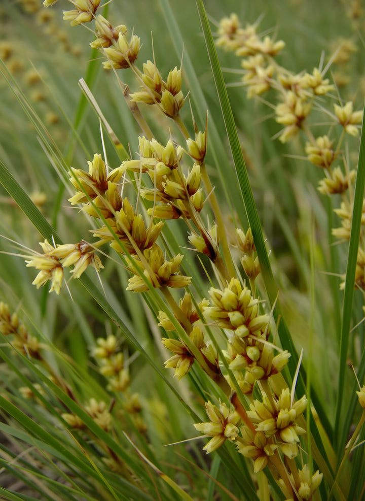 Lomandra Fluviatilis &