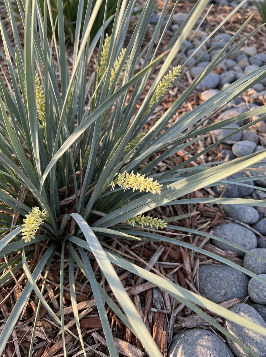 Lomandra glauca 'Blue Ridge' 140mm Pot for sale Adelaide Plant Co