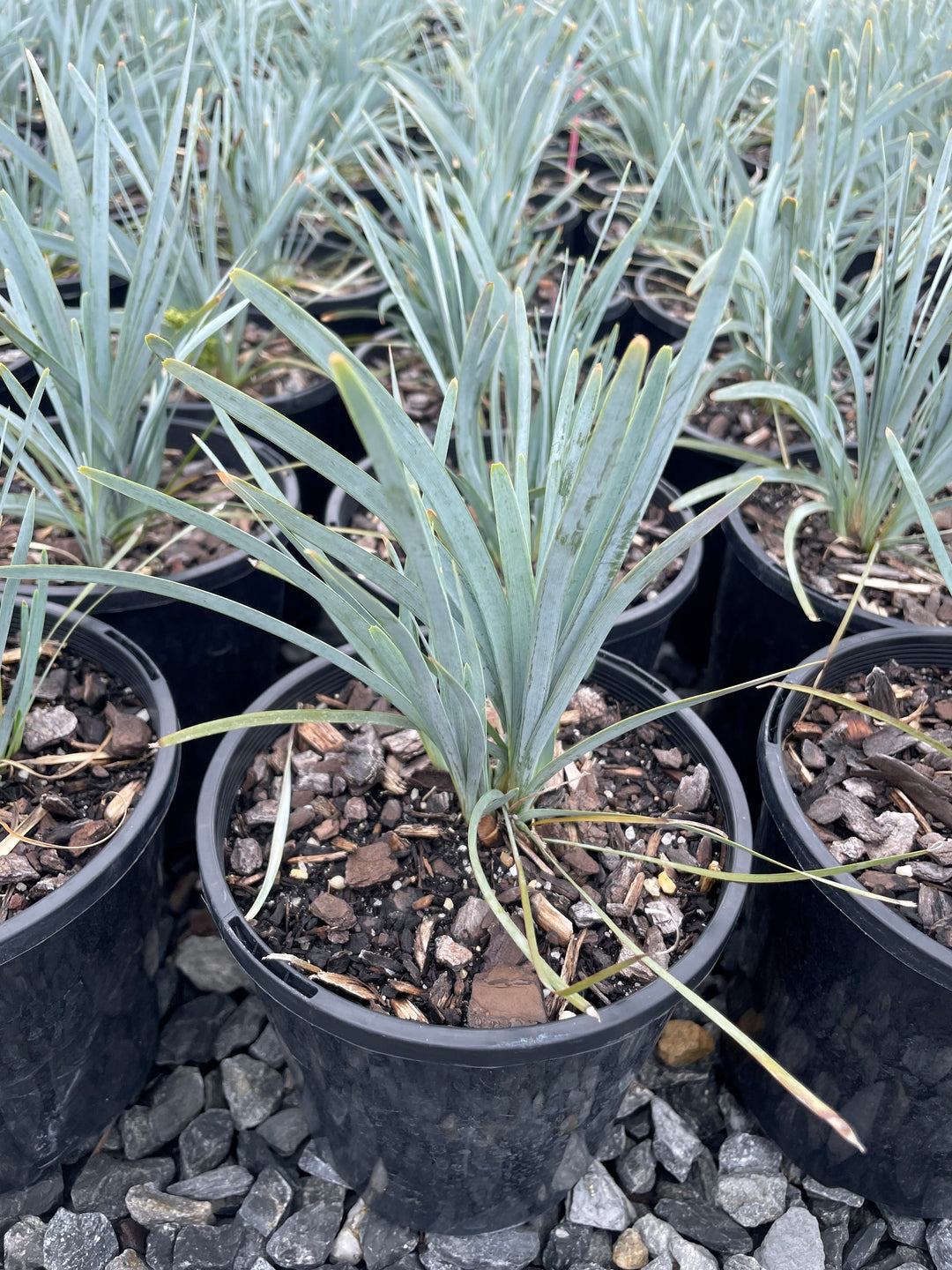 Lomandra glauca &