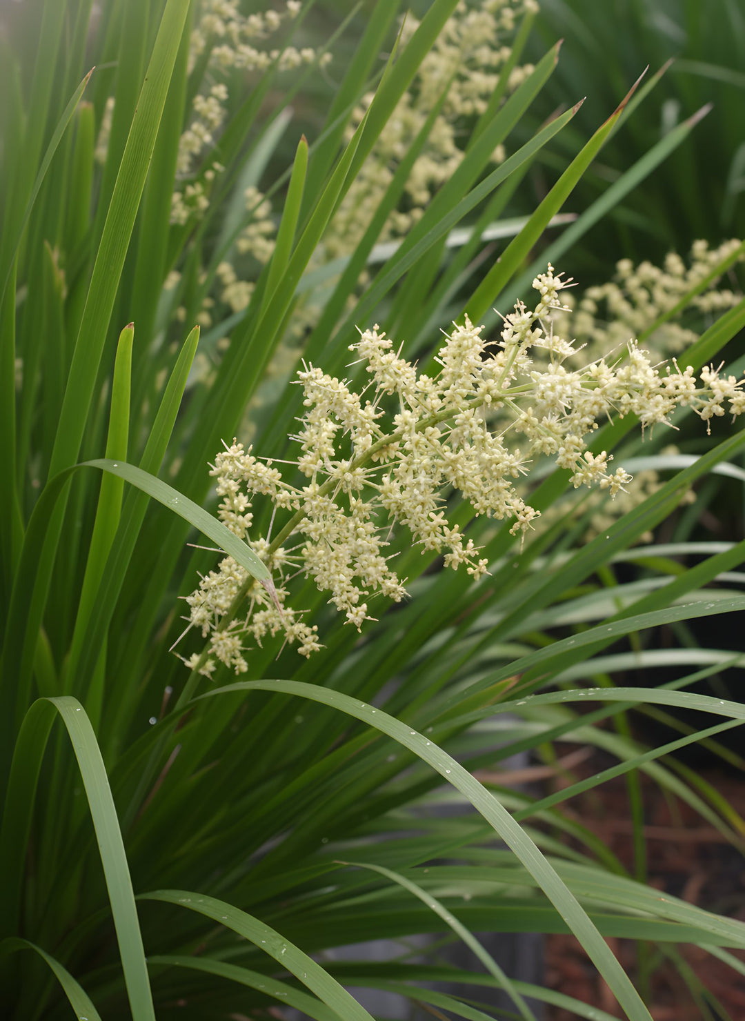 Lomandra hystrix for sale Adelaide Plant Co