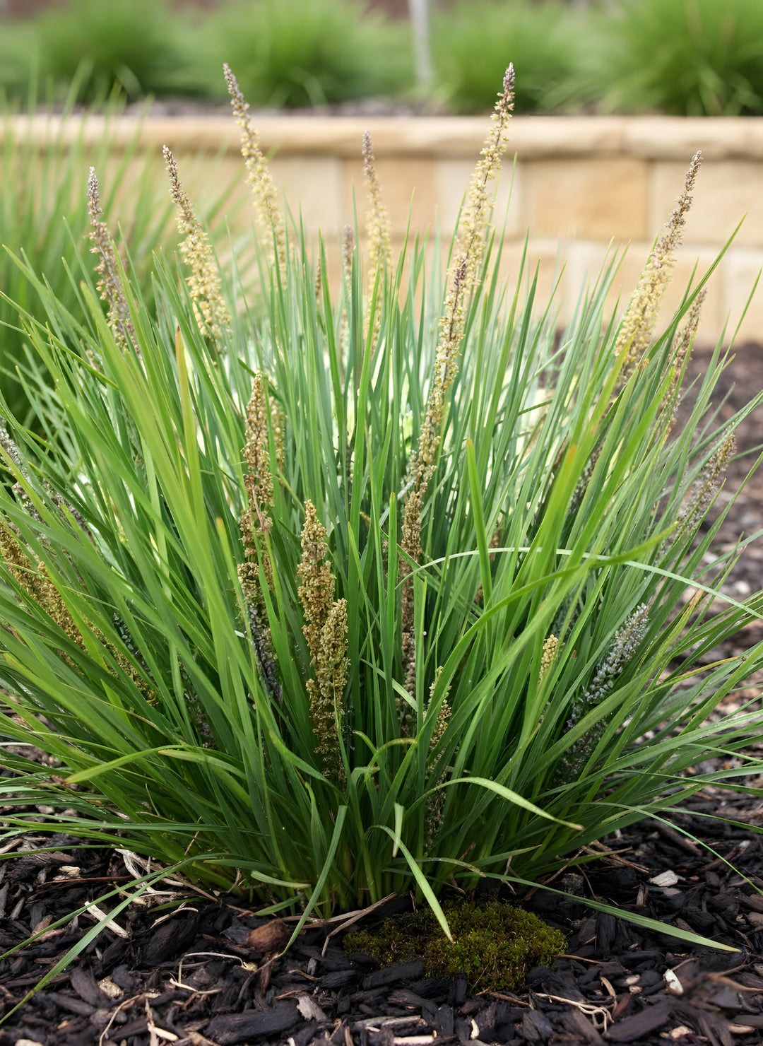 Lomandra longifolia 'Fine N Dandy' 140mm Pot for sale Adelaide Plant Co