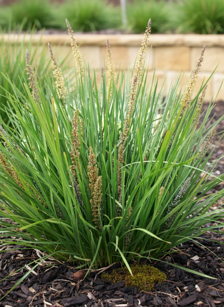 Lomandra longifolia &