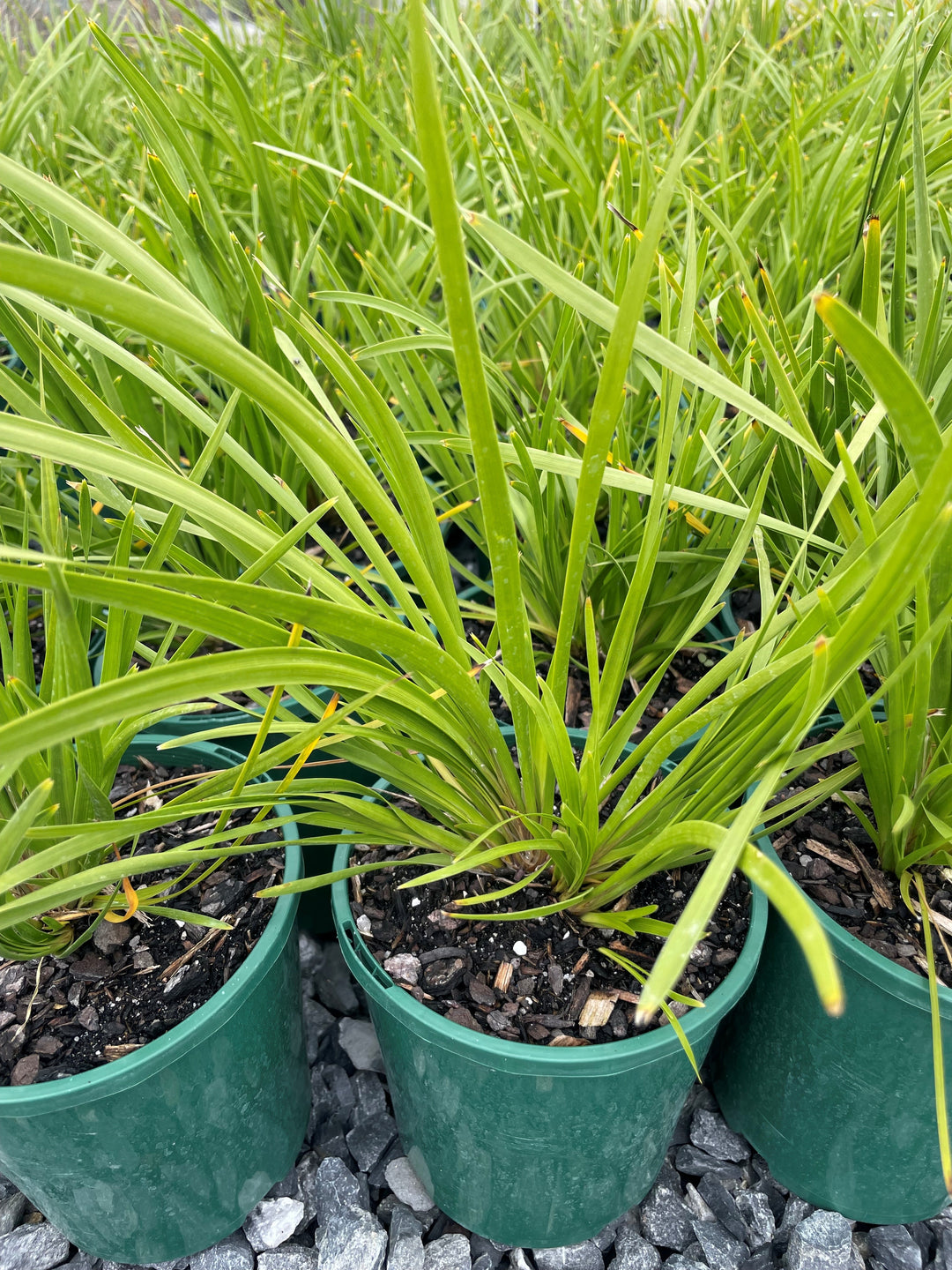 Lomandra longifolia &