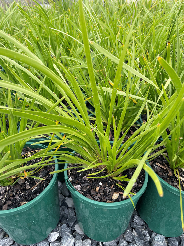 Lomandra longifolia &