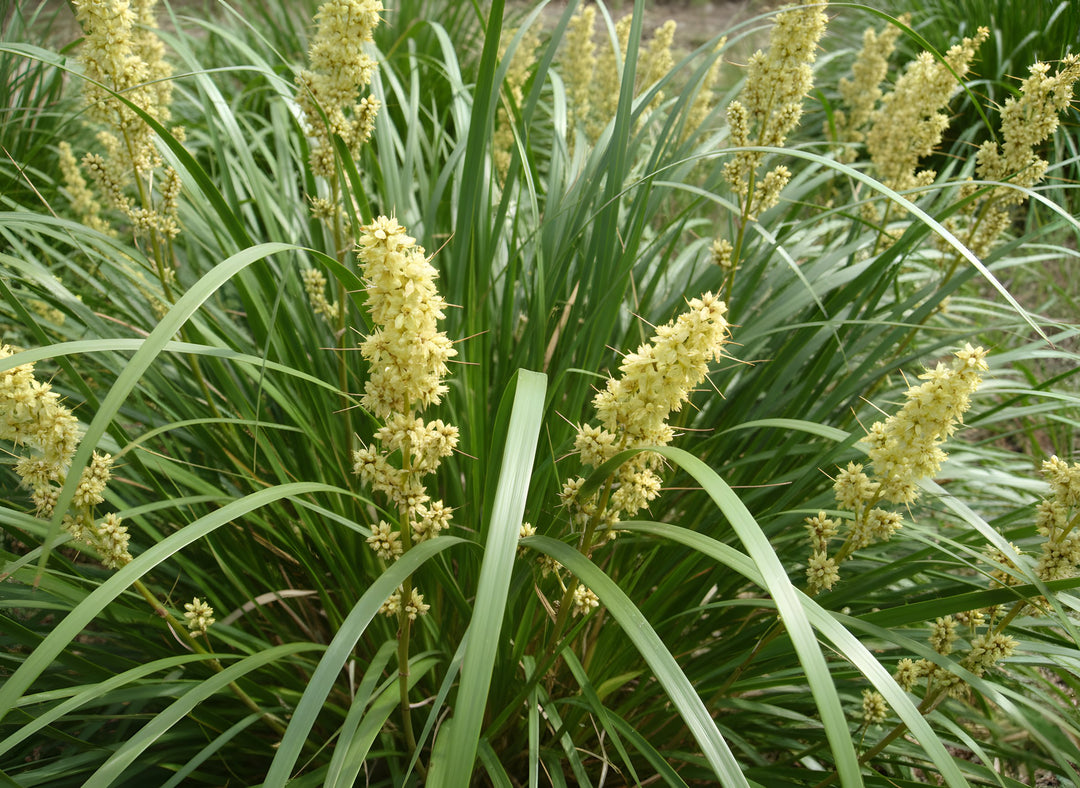 Lomandra Longifolia 'Katrinus Deluxe' 140mm Pot for sale Adelaide Plant Co