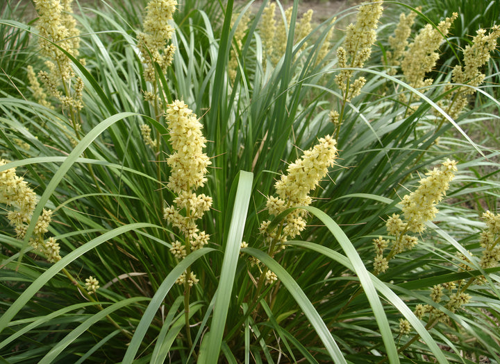 Lomandra Longifolia &
