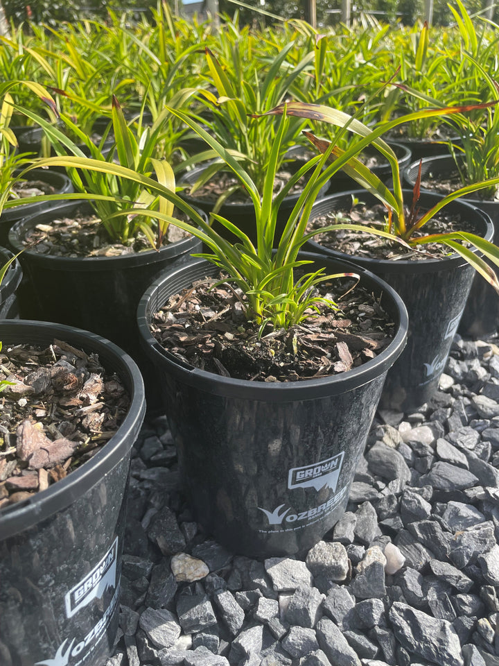 Lomandra Longifolia 'Katrinus Deluxe'
