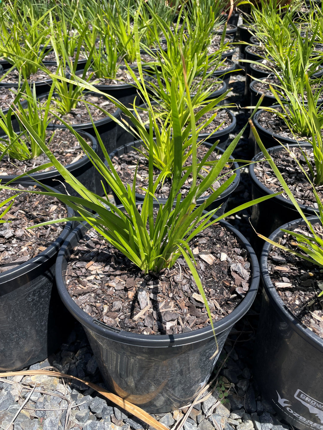 Lomandra Longifolia 'Katrinus Deluxe'