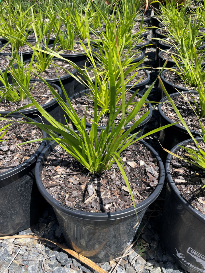 Lomandra Longifolia 'Katrinus Deluxe'