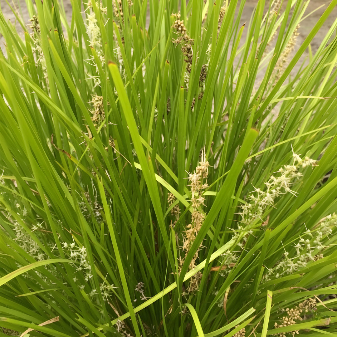 Lomandra Longifolia Confertifolia &