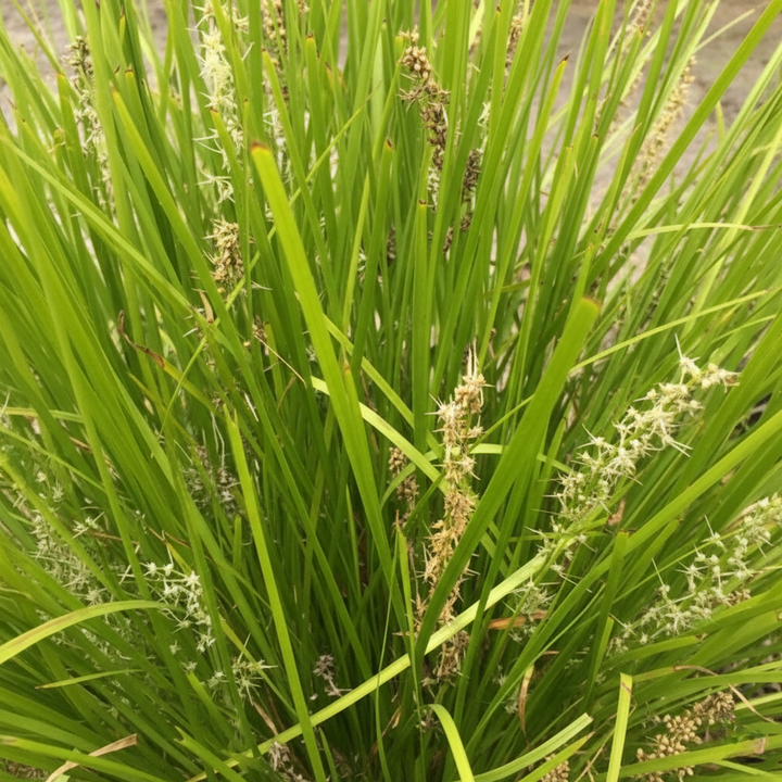 Lomandra Longifolia Confertifolia 'Lime Tuff'
