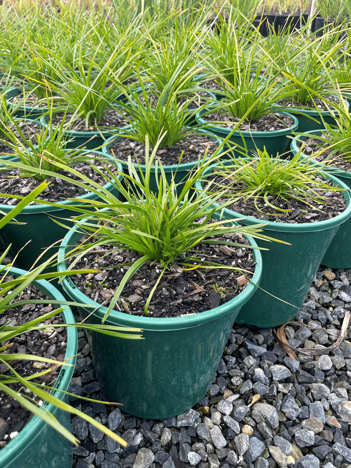 Lomandra Longifolia Confertifolia 'Lime Tuff'