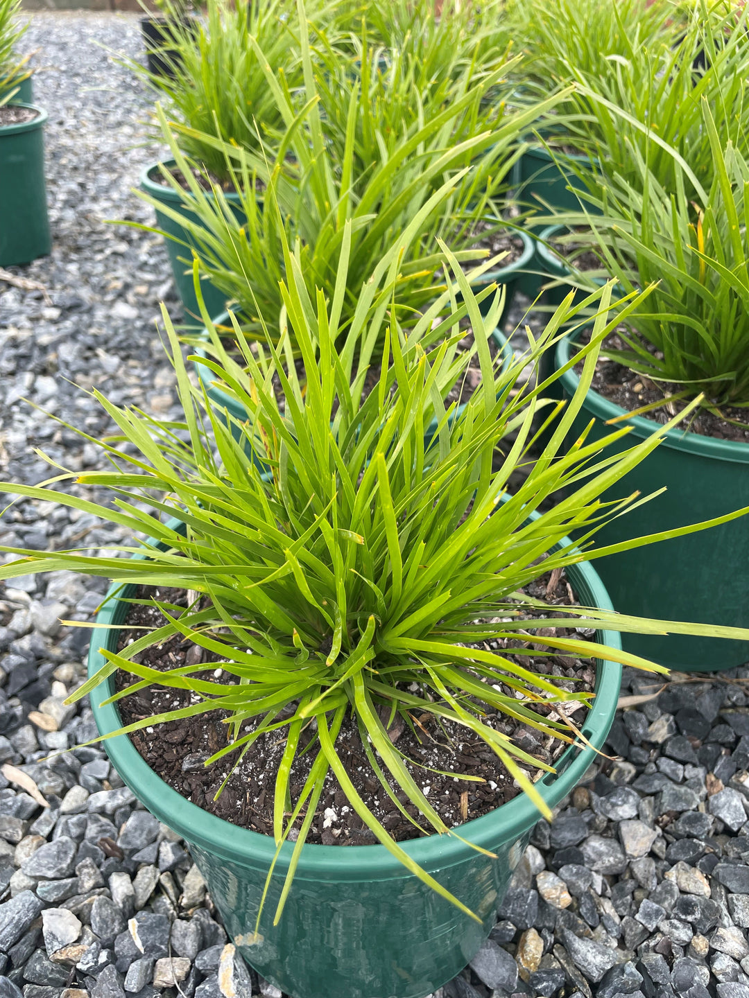 Lomandra Longifolia Confertifolia &