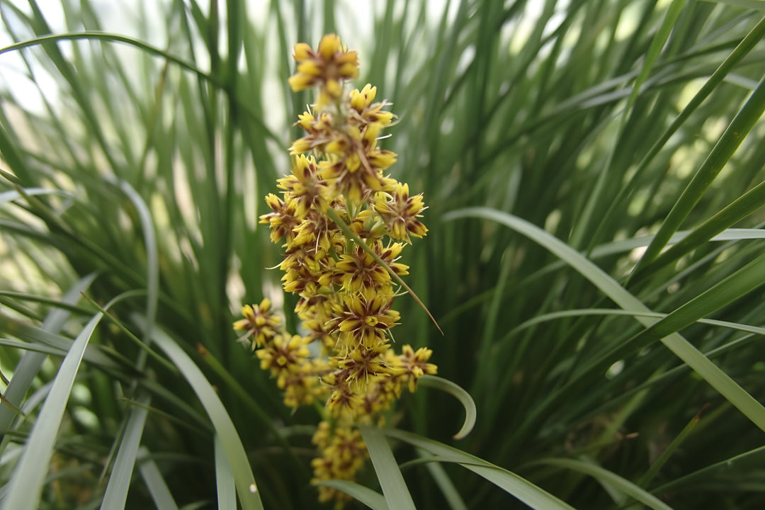 Lomandra Longifolia 'Nyalla' 140mm Pot for sale Adelaide Plant Co