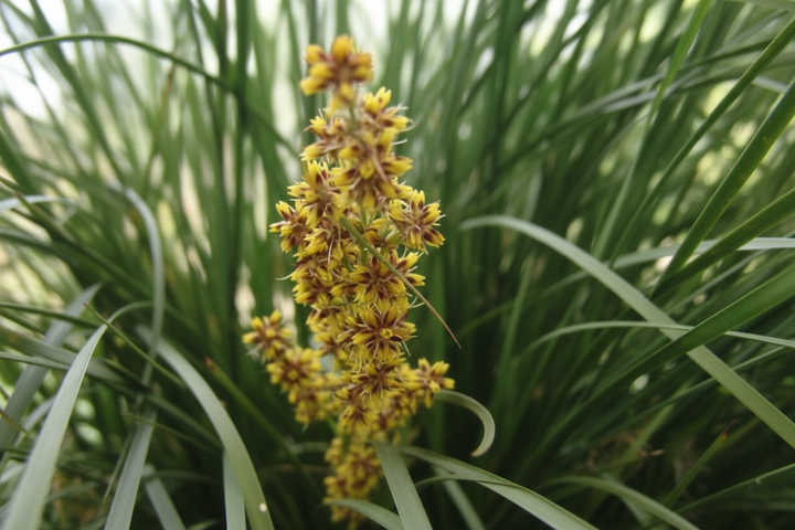 Lomandra Longifolia 'Nyalla'