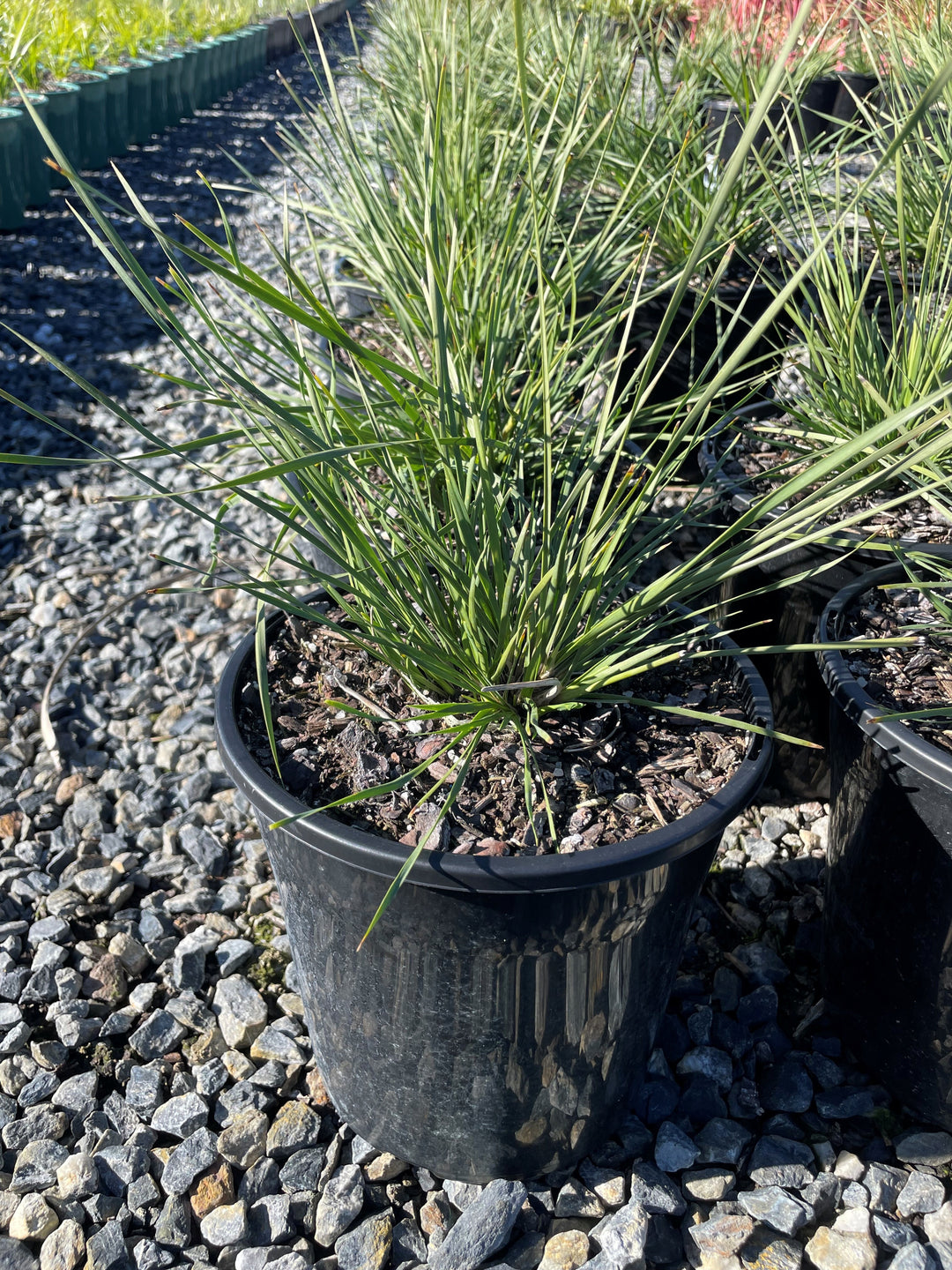 Lomandra Longifolia 'Nyalla'