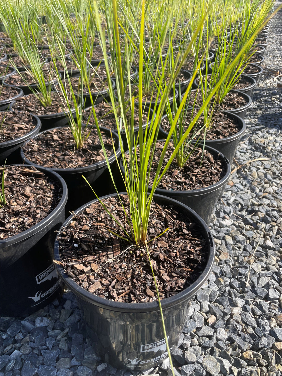 Lomandra Longifolia &