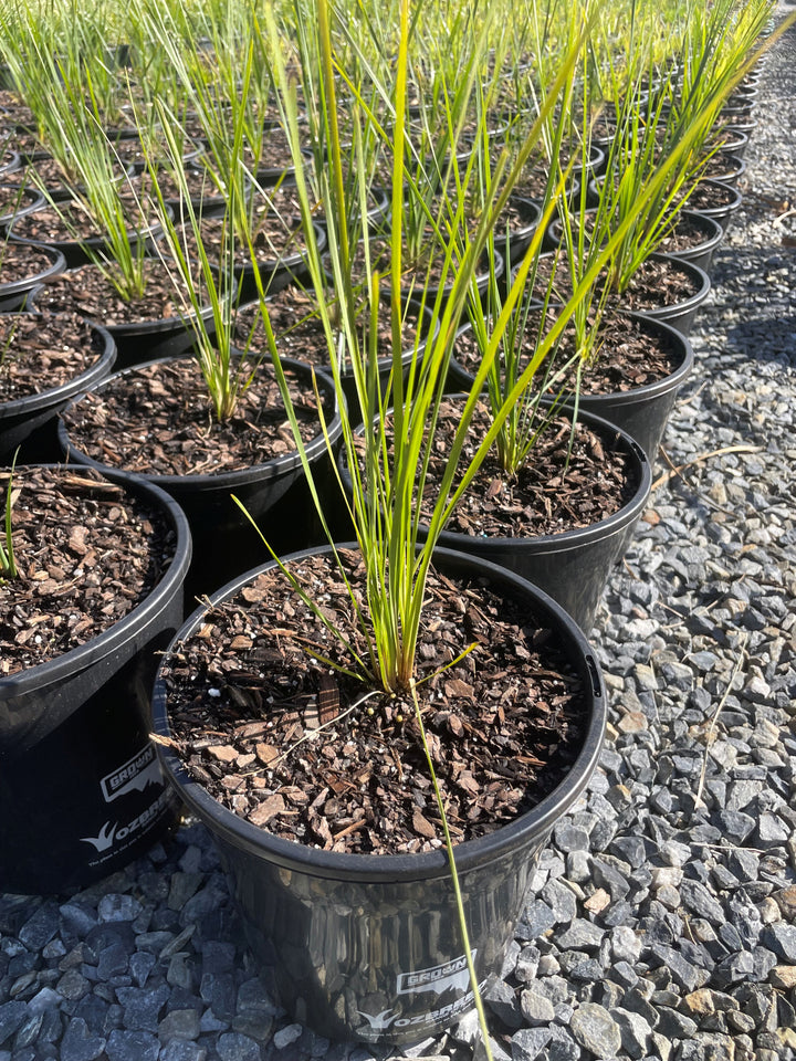 Lomandra Longifolia &